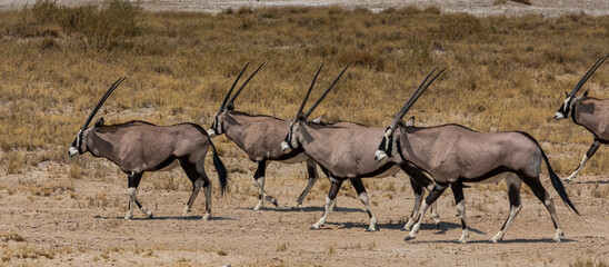 Gemsbok at waterhole, Etosha National Park