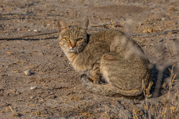 African wild cat (felis silvestris cafra)