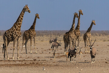 Wildlife at waterhole, Etosha national park, Namibia