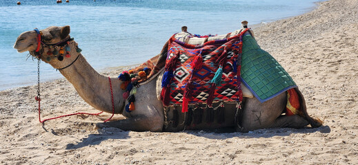 Camel Resting on Beach with Colorful Saddle in Scenic Coastal Landscape