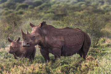 South Africa. White rhino mother and calf.