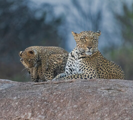 Africa, Tanzania, Serengeti National Park. Leopard mother and playful cub on boulder.