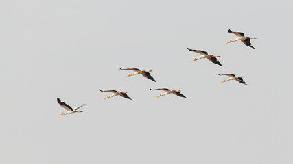 Africa, Tanzania, Serengeti National Park. Egrets in flight.