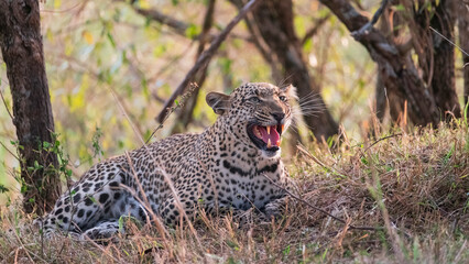 Africa, Tanzania, Serengeti National Park. Leopard adult resting.