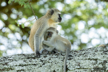 Africa, Tanzania. Female and child socialize on a thick branch of a tree.
