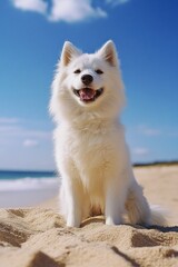 Obraz premium Happy Dog at the Beach