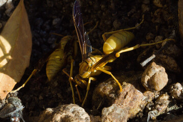 586 Yellow Paper Wasps Polistes versicolor 

The predatory, stinging paper wasp is characterized by yellow transparent wings with a black body and yellow bands on the thorax and abdomen.  
