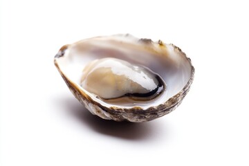 Naklejka premium Close-up of a shell with a piece of food inside