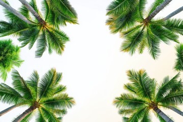 Obraz premium Coconut palms under clear blue sky