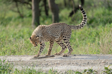 Africa, Tanzania. A young cheetah plays with a stick.