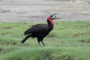 Africa, Tanzania. A ground hornbill tosses a shell fish in the air before eating it.