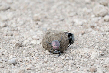 Africa, Tanzania. Two dung beetles roll a bit of dung.