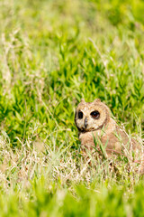 Africa, Tanzania. Portrait of a marsh owl in the short grass.