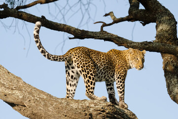 Africa, Tanzania. Portrait of a female leopard in a tree.