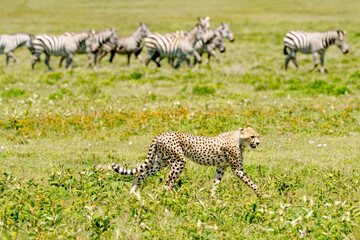 Africa, Tanzania. A young hungry cheetah walks pas a group of zebra.
