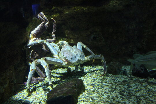 Paralithodes camtschaticus of the Lithodidae family at the bottom of the aquarium