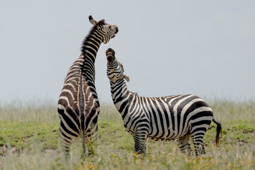 Africa, Tanzania. Twp zebras play fight.