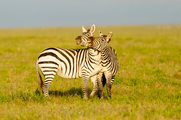 Africa, Tanzania. Two zebra jostle one another and play.