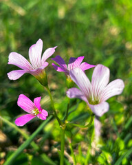 Fototapeta premium flowers in the garden