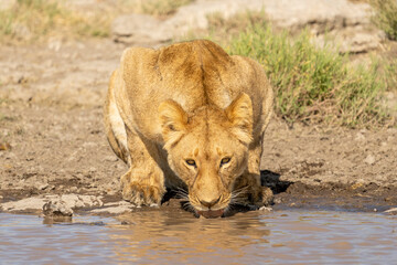 Africa, Tanzania. A lioness drinks at the waterhole.