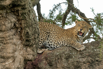 Africa, Tanzania. A big male leopard snarls at birds that are landing on his kill.