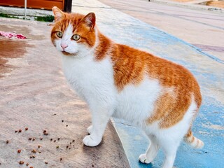 a red and white cat on the street