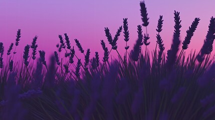 Fototapeta premium Sunset over a field of lavender generated AI