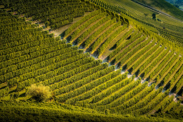 Fototapeta premium Langhe, roads and trees among the vineyards, Neive, Piedmont, Italy.