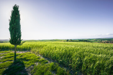 Monteroni d'Arbia, cypress tree along the route of the via Francigena. Siena, Tuscany. Italy