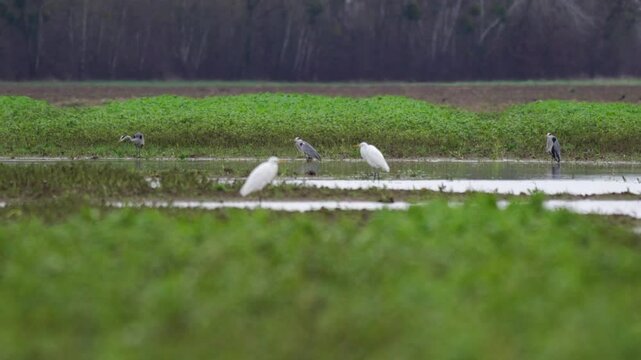 plan fixe vid&eacute;o avec un biotope riche en oiseaux divers, h&eacute;rons, aigrettes, en zone humide, l'hiver, dans des champs cultiv&eacute;s o&ugrave; l'eau des inondations apparait, mouvement de cam&eacute;ra arri&egrave;re tr&egrave;s doux