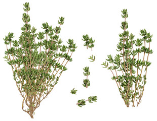 Fresh sprig of thyme on isolated background