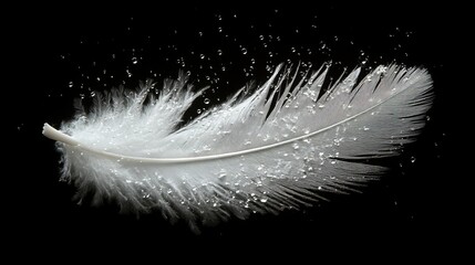 Delicate white feather with sparkling water droplets on black background