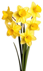 PNG Daffodil flowers daffodils yellow plant.