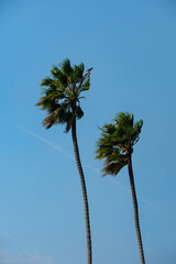palm trees in the Santa Ana winds