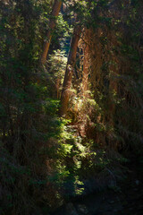 Fototapeta premium A dense coniferous forest. The sun rays break through the branches of the huge fir trees.