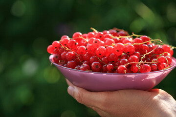 Hand holding a bowl full of red currant berries
