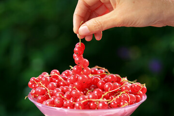 Hand holding a bowl full of red currant berries