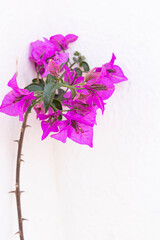 Djerba, Medenine, Tunisia. Bright purple flowers against a white stucco wall.