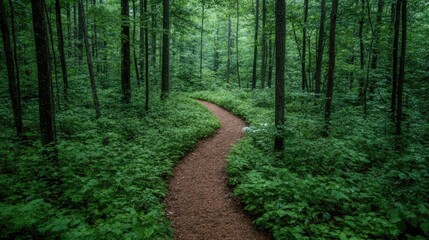 Obraz premium Winding Forest Path Through Lush Green Undergrowth