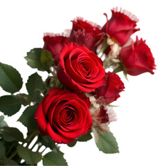 Rose with leaves isolated