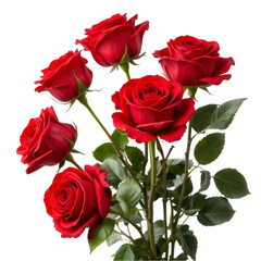 Naklejka premium Rose with leaves isolated