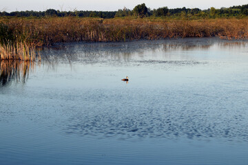on the lake a water bird floating next to the reeds