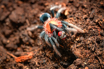 Cyriocosmus elegans the dwarf tarantula with a heart. The most striking feature of this spider is its heart-shaped abdomen, which has earned it the nickname 