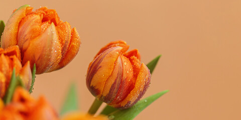 Detailed view of orange tulip with small water droplets on its petals, showcasing beauty of nature. Banner greeting card for Mothers day with copy space