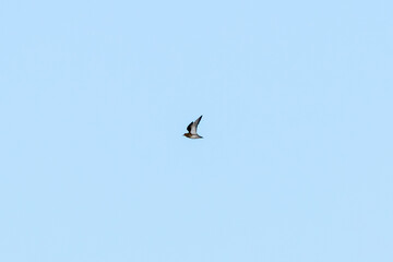 European Golden Plover (Pluvialis apricaria) at Turvey Nature Reserve, Dublin, common in open grasslands