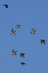 European Golden Plover (Pluvialis apricaria) at Turvey Nature Reserve, Dublin, common in open grasslands