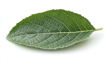 Obraz premium Single Green Leaf Isolated On White Background