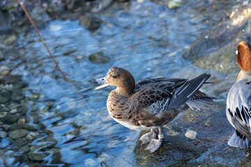 Eurasian Wigeon (Mareca penelope) at Bull Island, Dublin, common in wetlands and coastal regions