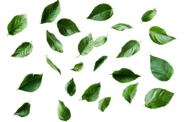 Green leaves isolated on white, PNG transparent