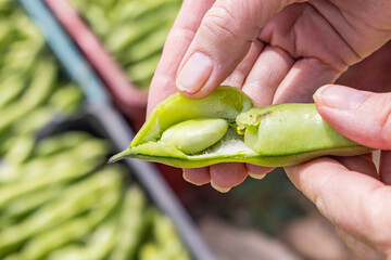 Tunisia. Fresh bean pods on a farm.